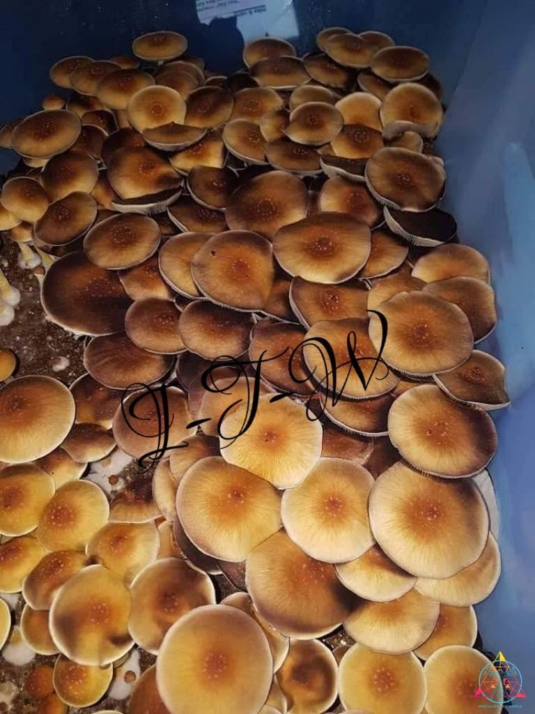 B+ Cubensis Spore Syringe