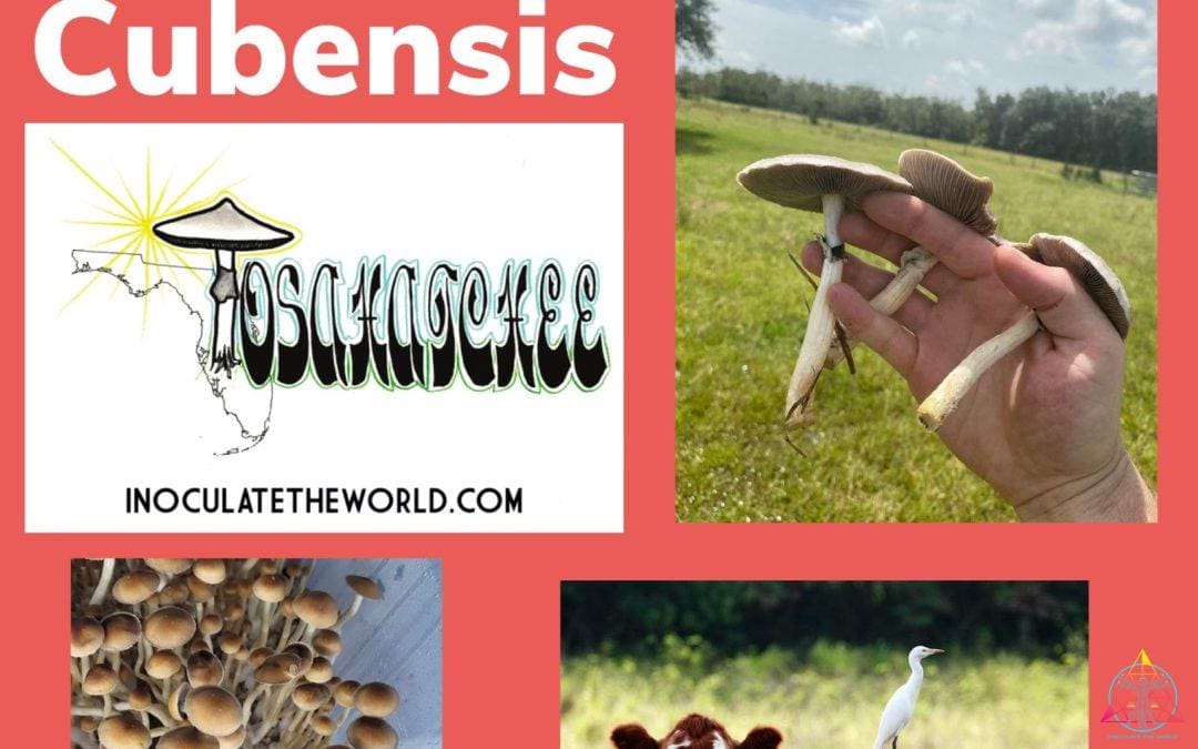 Tosohatchee Cubensis Mushrooms: The Story Behind This ITW Exclusive Strain