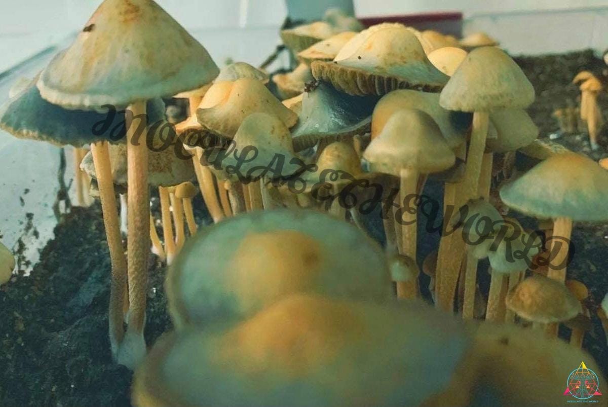 Panaeolus Cyanescens Peace River Spore Print - Image 2