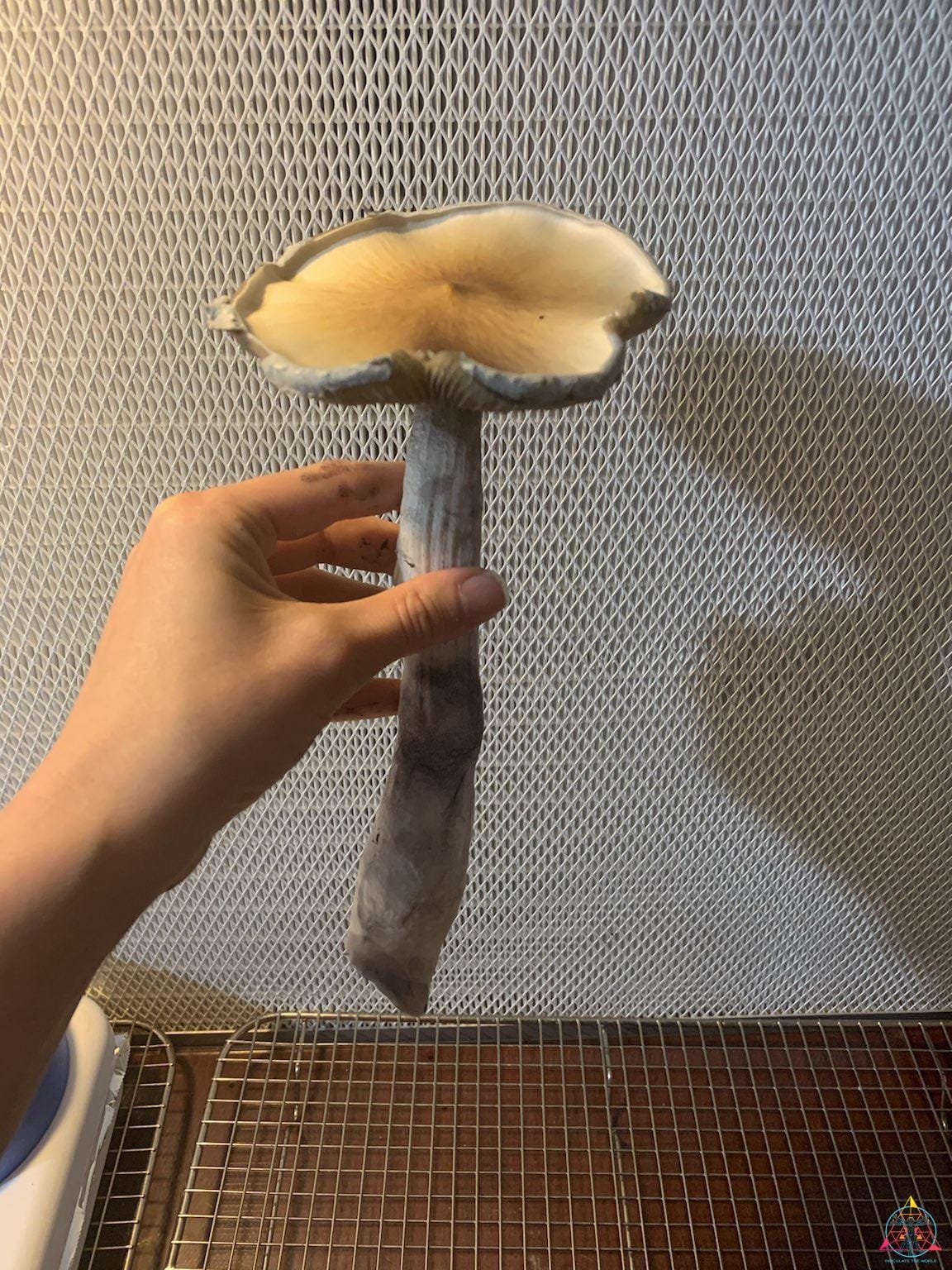 Amazon Cubensis Spore Syringe - Image 2