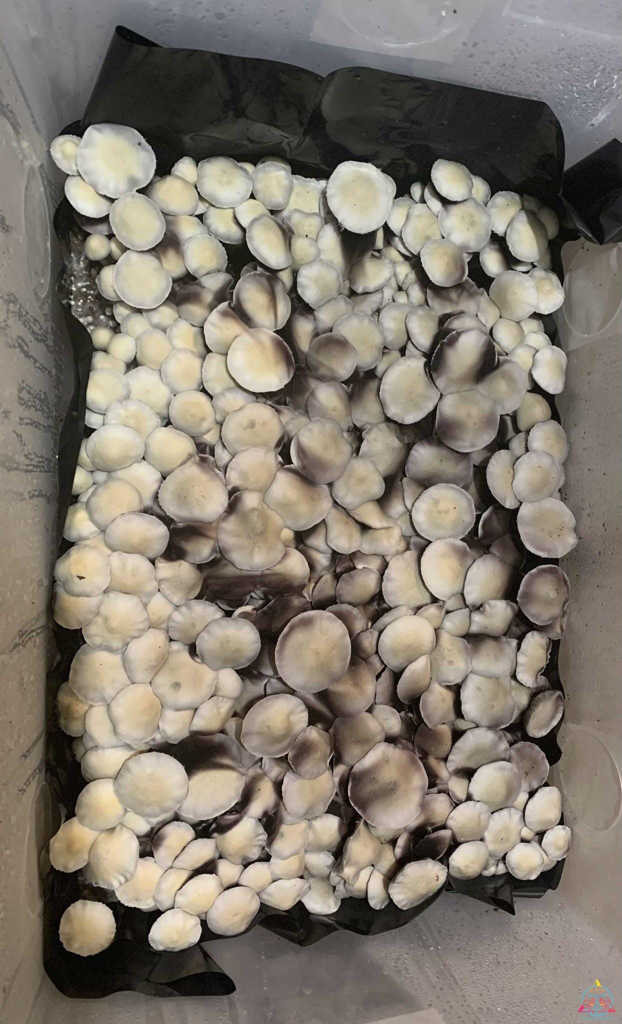 Leucistic Ecuador Cubensis Spore Print - Image 2