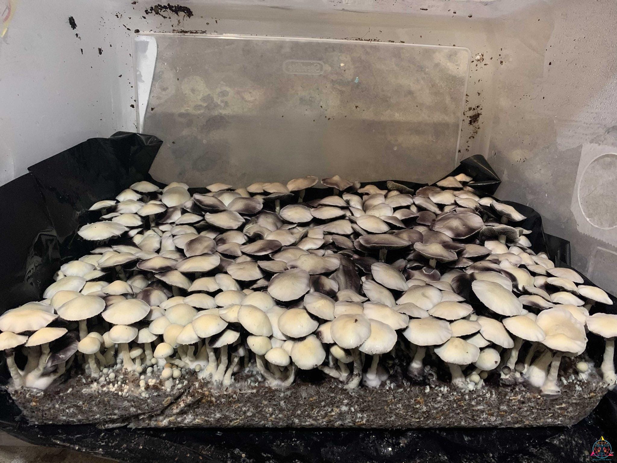 Leucistic Ecuador Cubensis Spore Print - Image 3