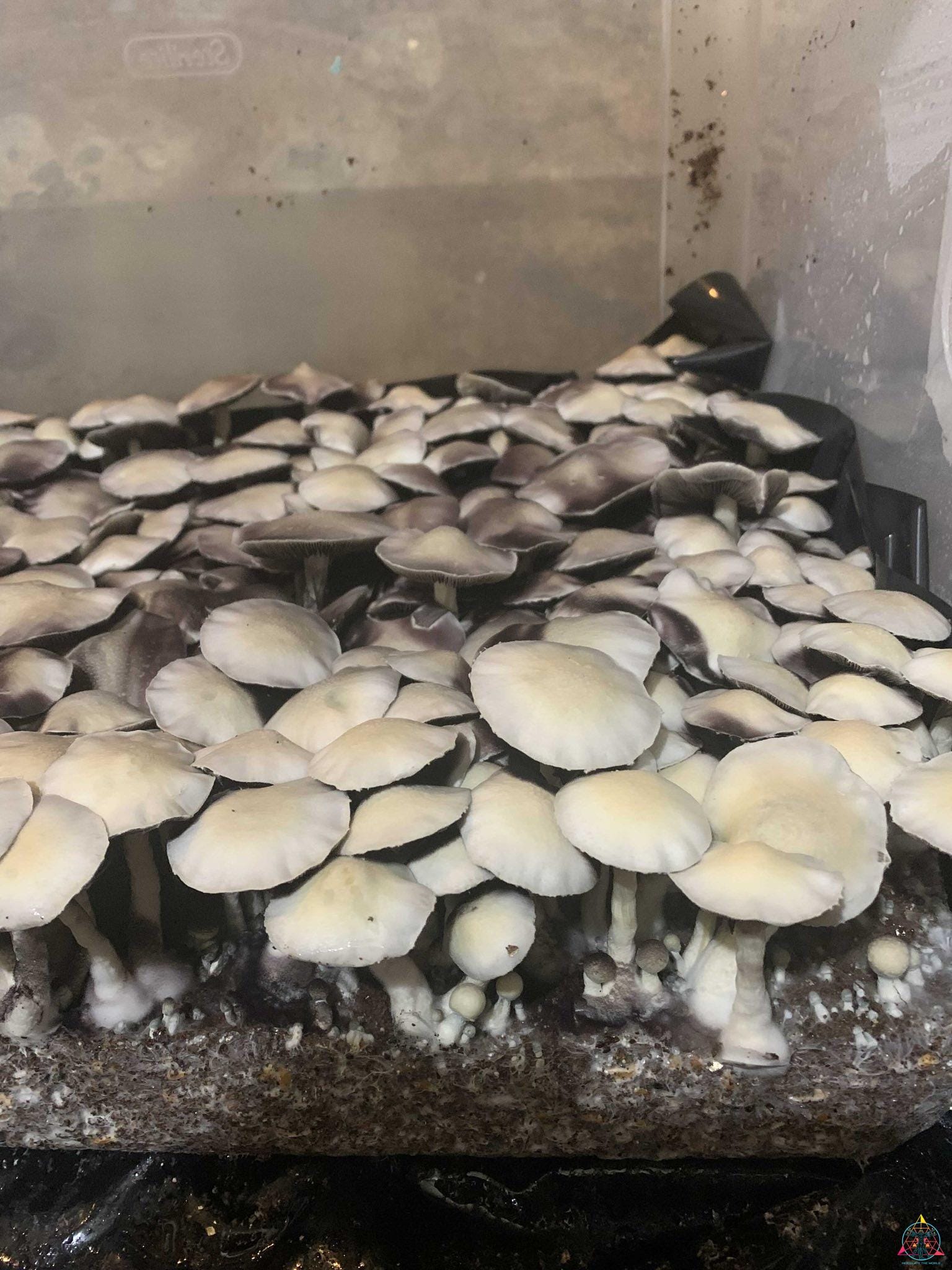 Leucistic Ecuador Cubensis Spore Print - Image 4