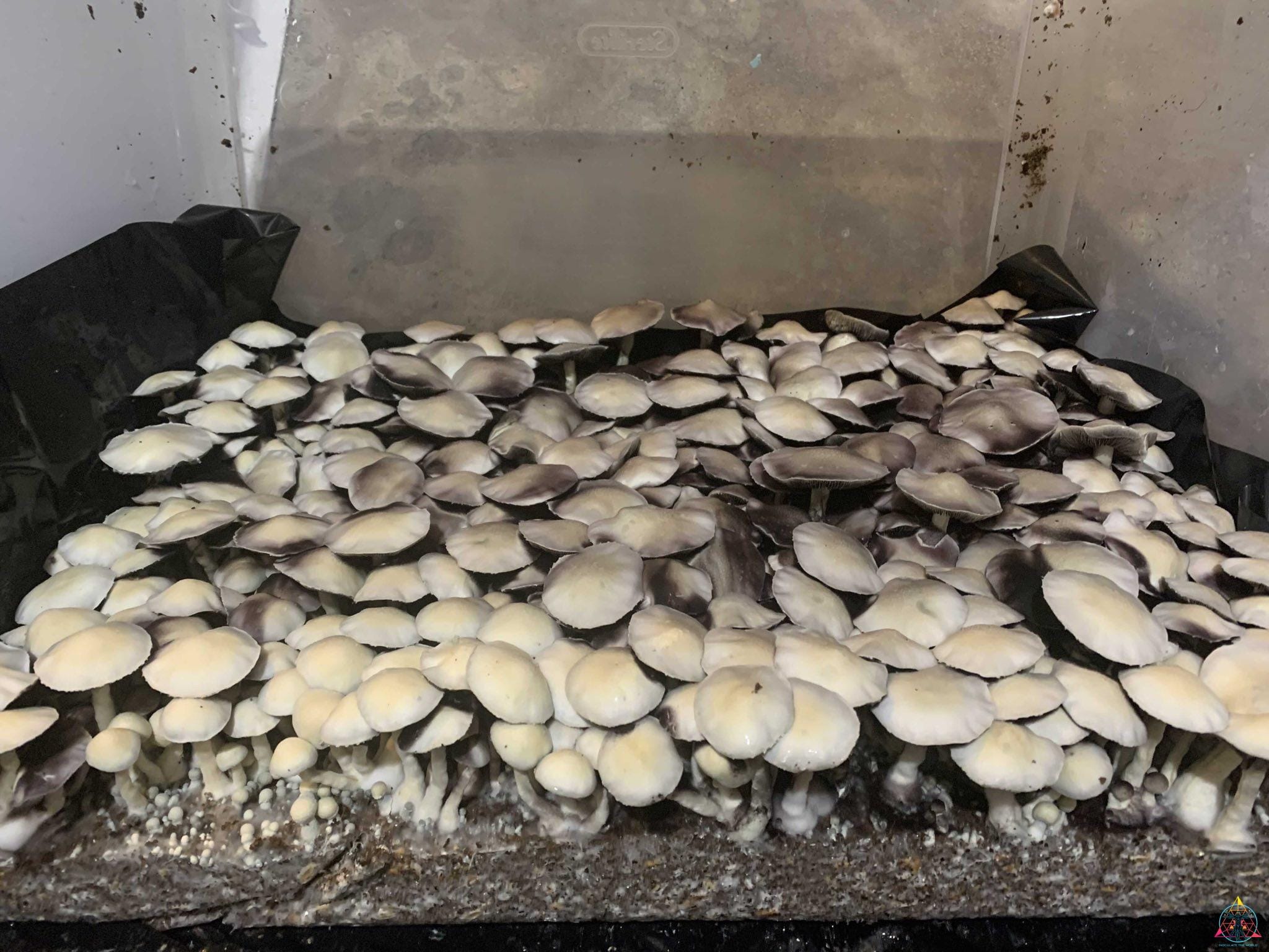 Leucistic Ecuador Cubensis Spore Print