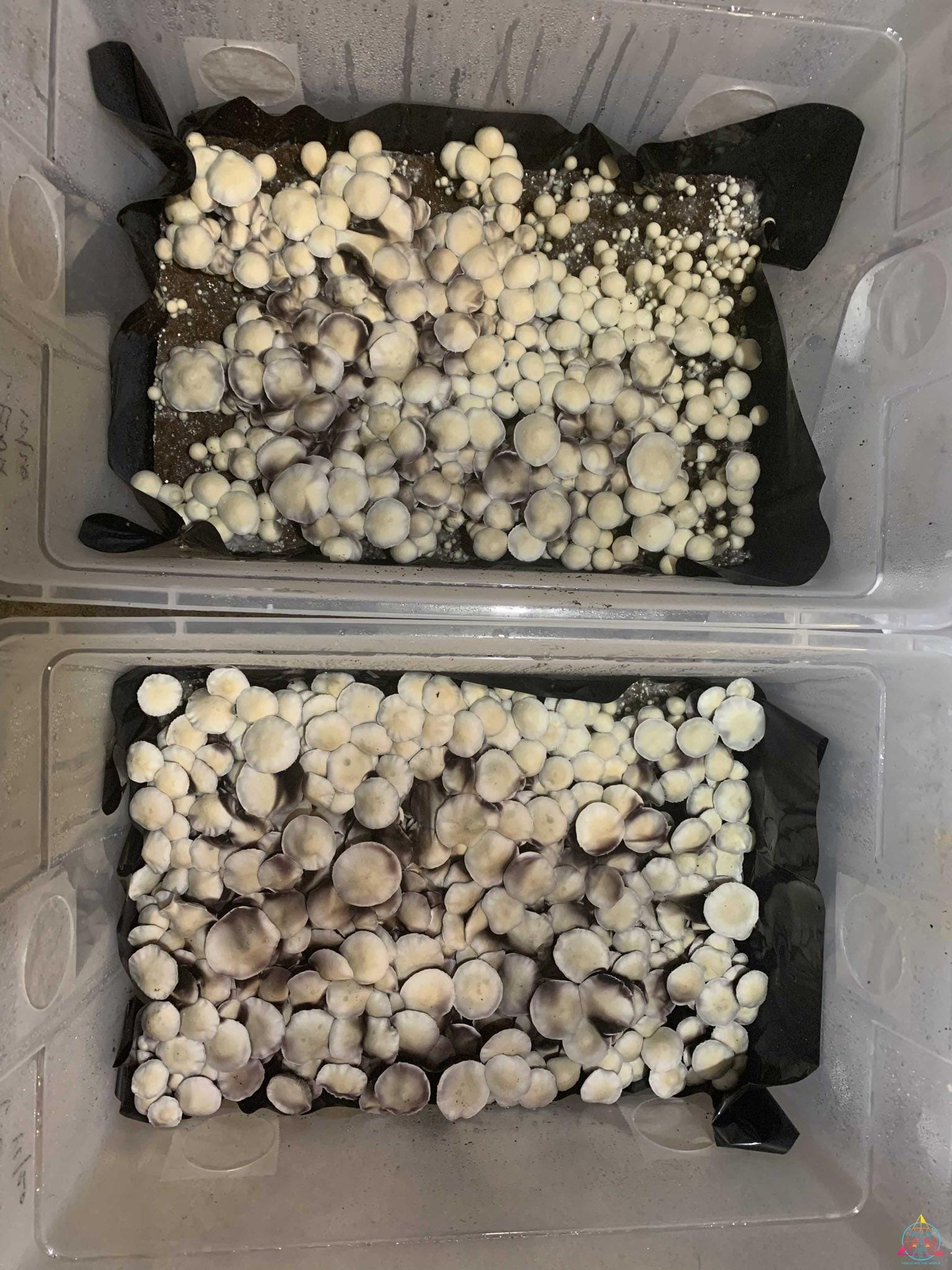 Leucistic Ecuador Cubensis Spore Print - Image 5