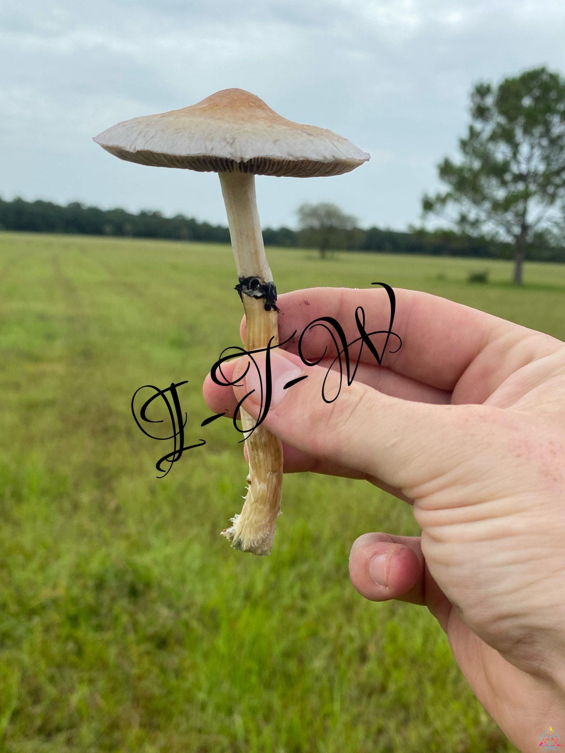 Wild Texas Cubensis Spore Syringe - Image 2