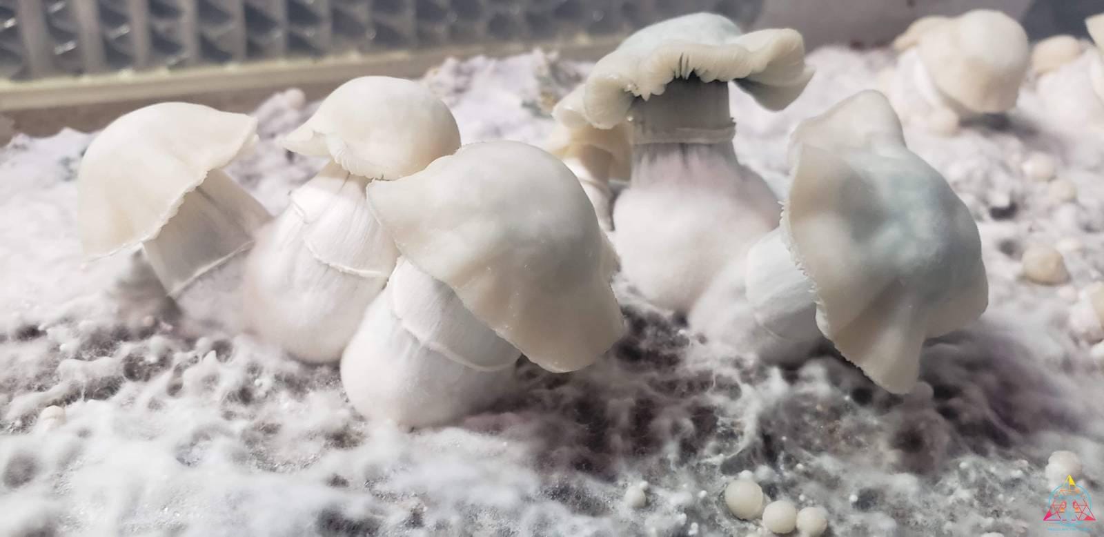TAT "True Albino Teacher" (Jack Frost ISO) Spore Swab - Image 3