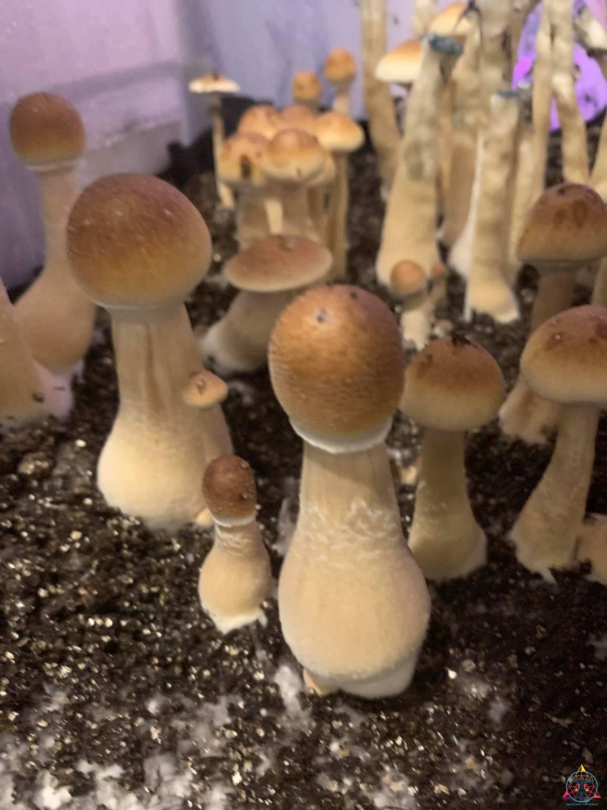 F1 Alabama Cubensis Spore Print - Image 2
