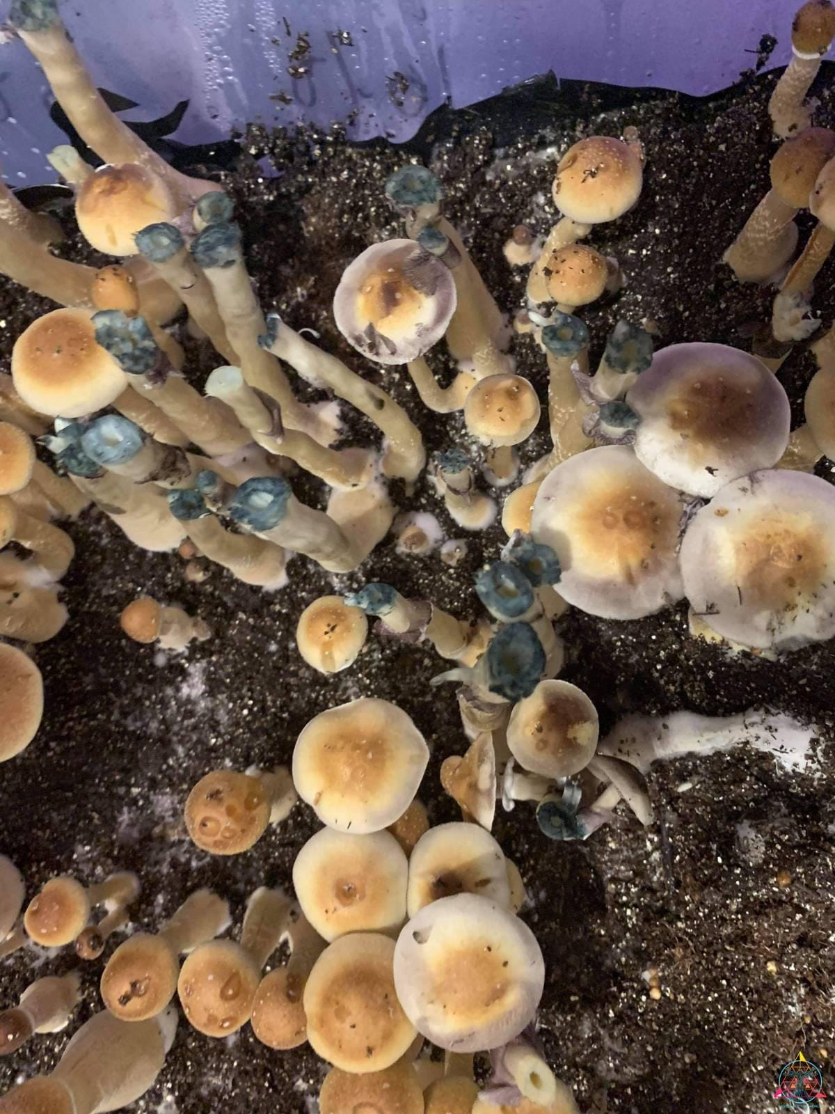 F1 Alabama Cubensis Spore Print - Image 3