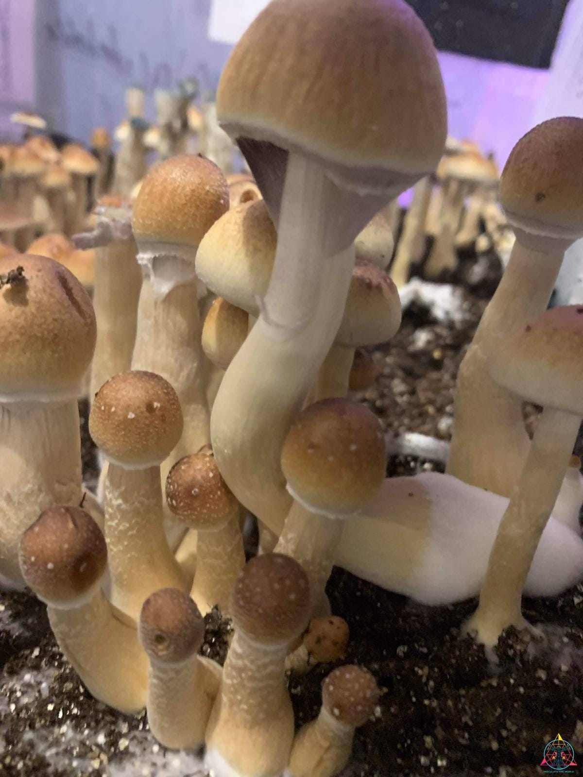 F1 Alabama Cubensis Spore Print