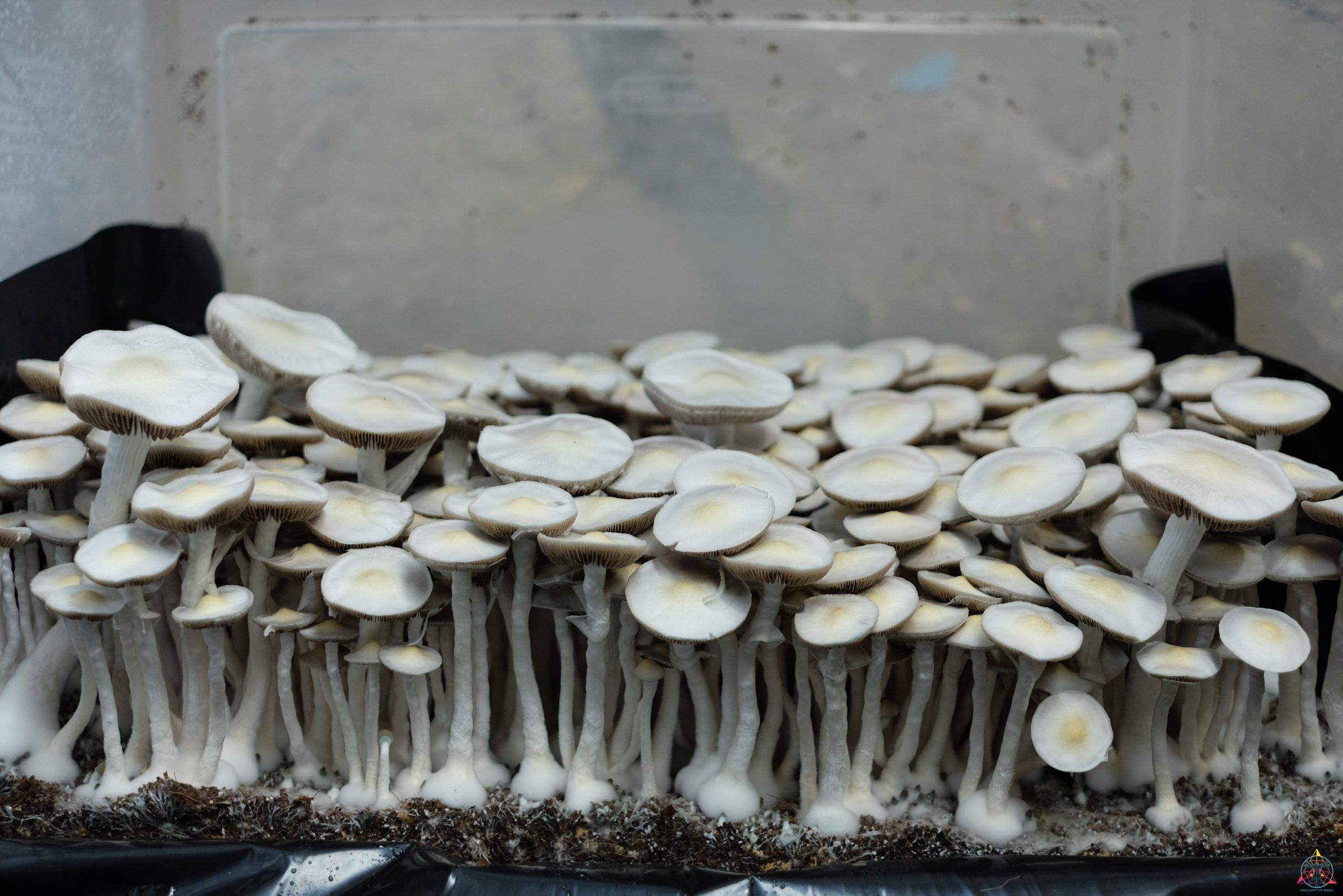 Leucistic JMF Spore Swab - Image 3