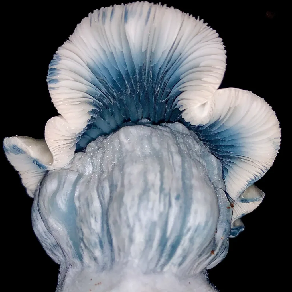 Closeup photo of jack frost mushroom strain spore swab mushrooms