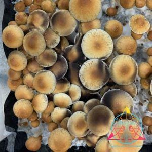Gulf Coast cubensis Spore Print