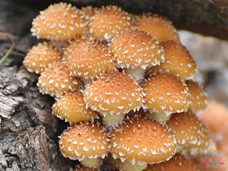 Chestnut mushroom liquid culture