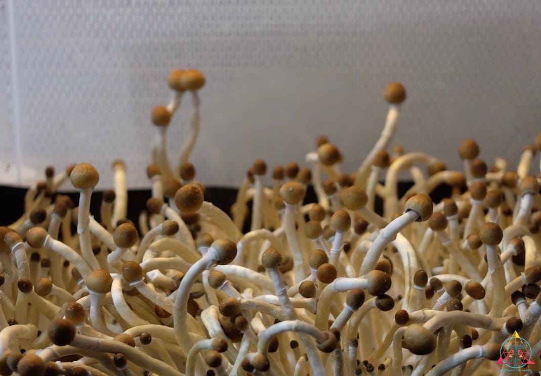 Guapiles Cubensis (Wild Costa Rica) Spore Syringe - Image 2