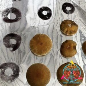 Malabar Cubensis Spore Print
