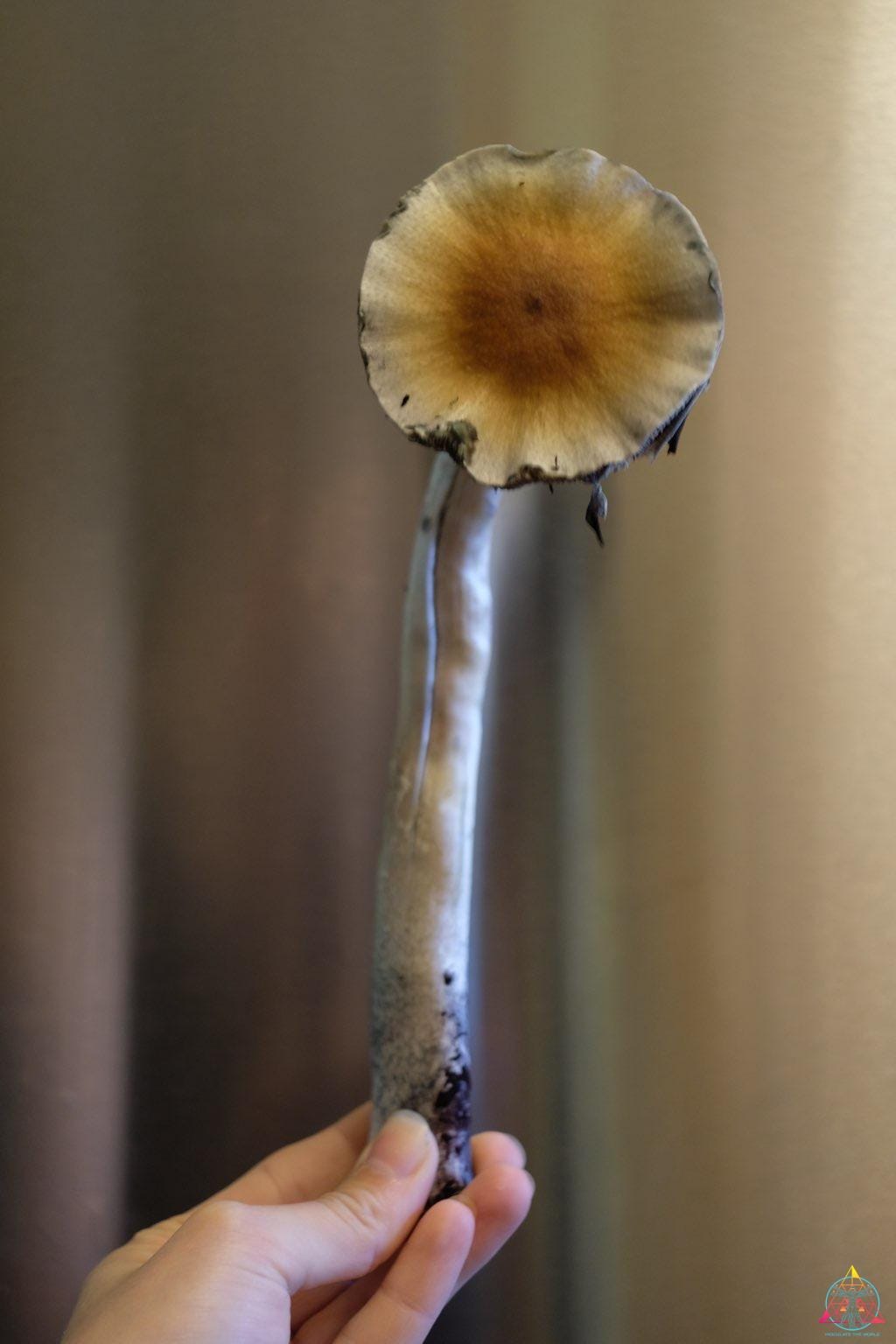 Guapiles Cubensis (Wild Costa Rica) Spore Syringe - Image 4