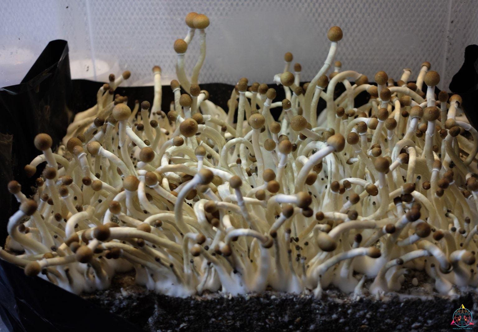 Guapiles Cubensis (Wild Costa Rica) Spore Syringe