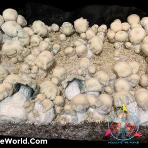 Shakti Spore Swab