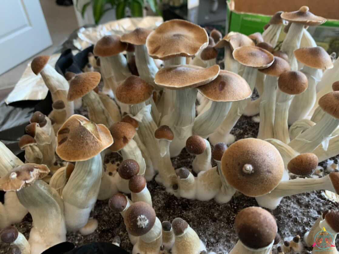 A large flush of Blue Magnolia Cubensis Spore Syringe mushrooms