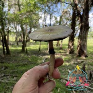 Wild Cubensis Spore Print (Debary Florida)