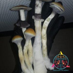 Corumba Brazil Cubensis Spore Print