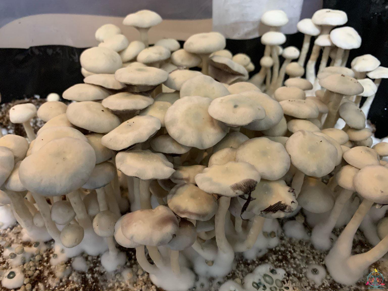Leucistic Burma Spore Print - Image 2