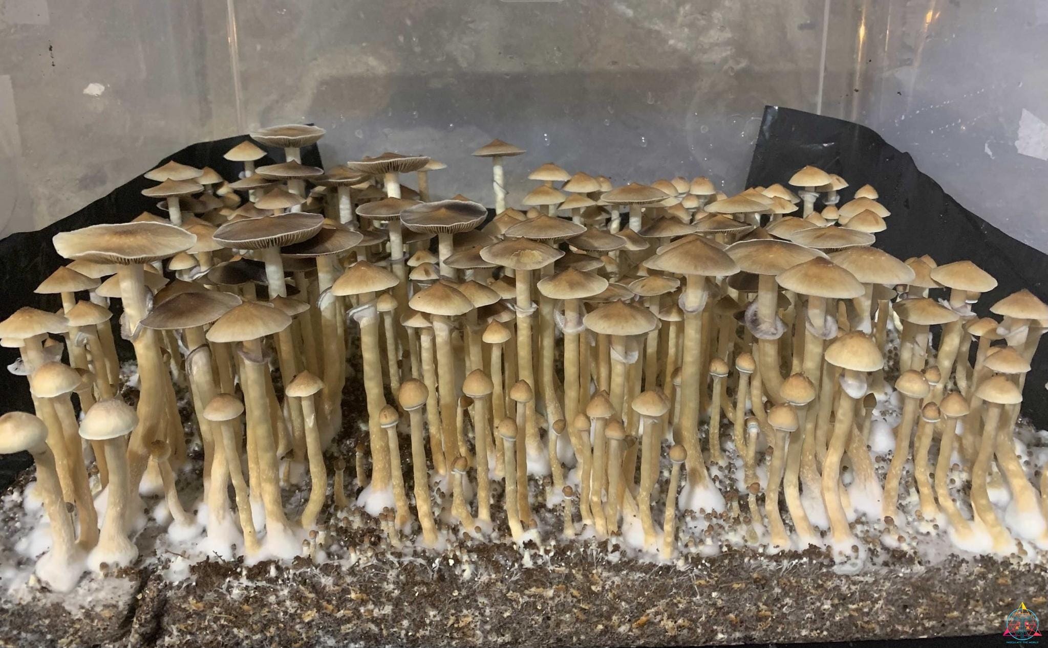 VZ3 Venezuelan cubensis Spore Print