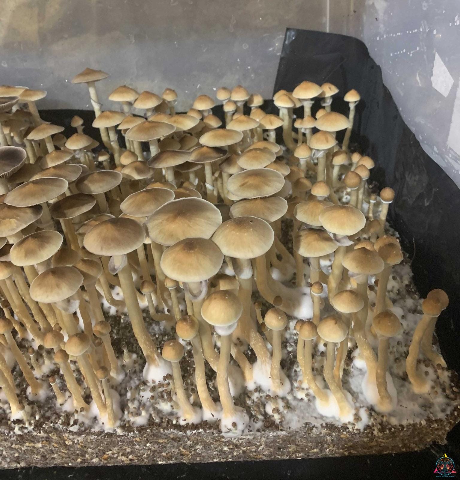 VZ3 Venezuelan cubensis Spore Print - Image 2