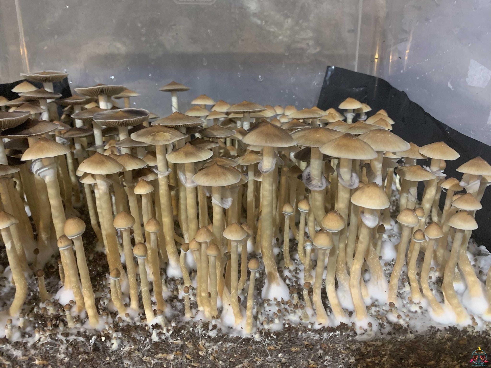VZ3 Venezuelan cubensis Spore Print - Image 3