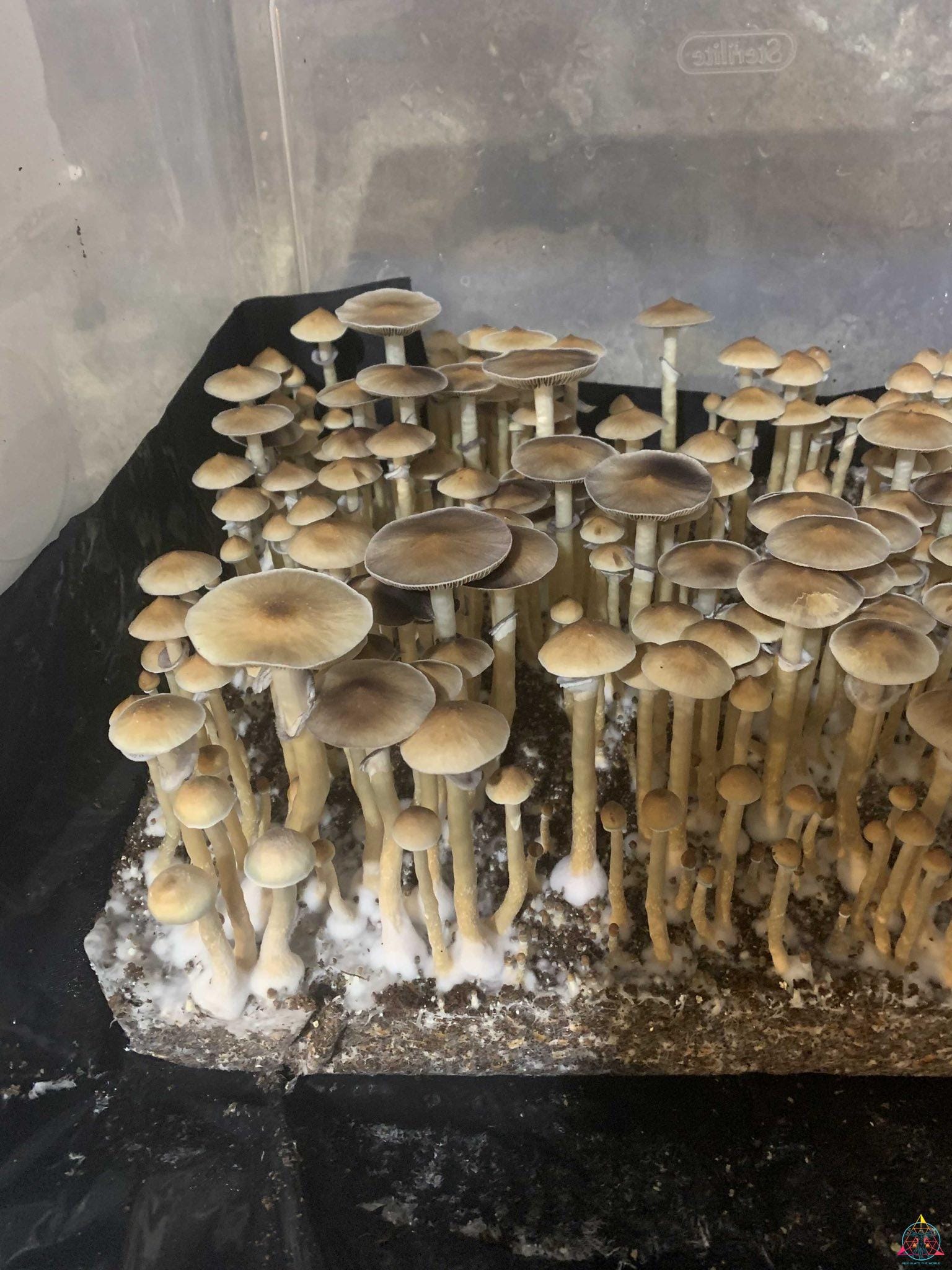 VZ3 Venezuelan cubensis Spore Print - Image 4