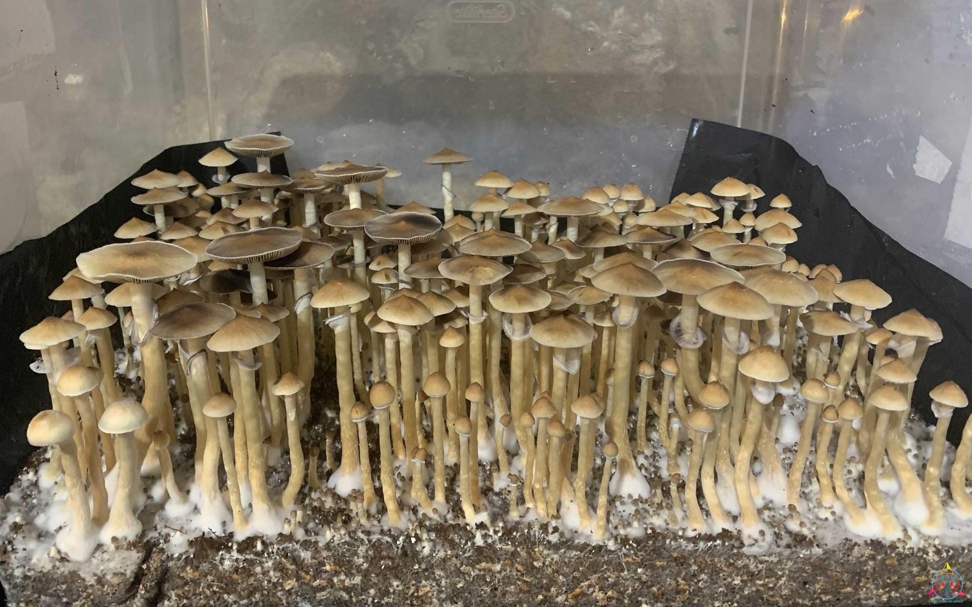VZ3 Venezuelan cubensis Spore Print - Image 5