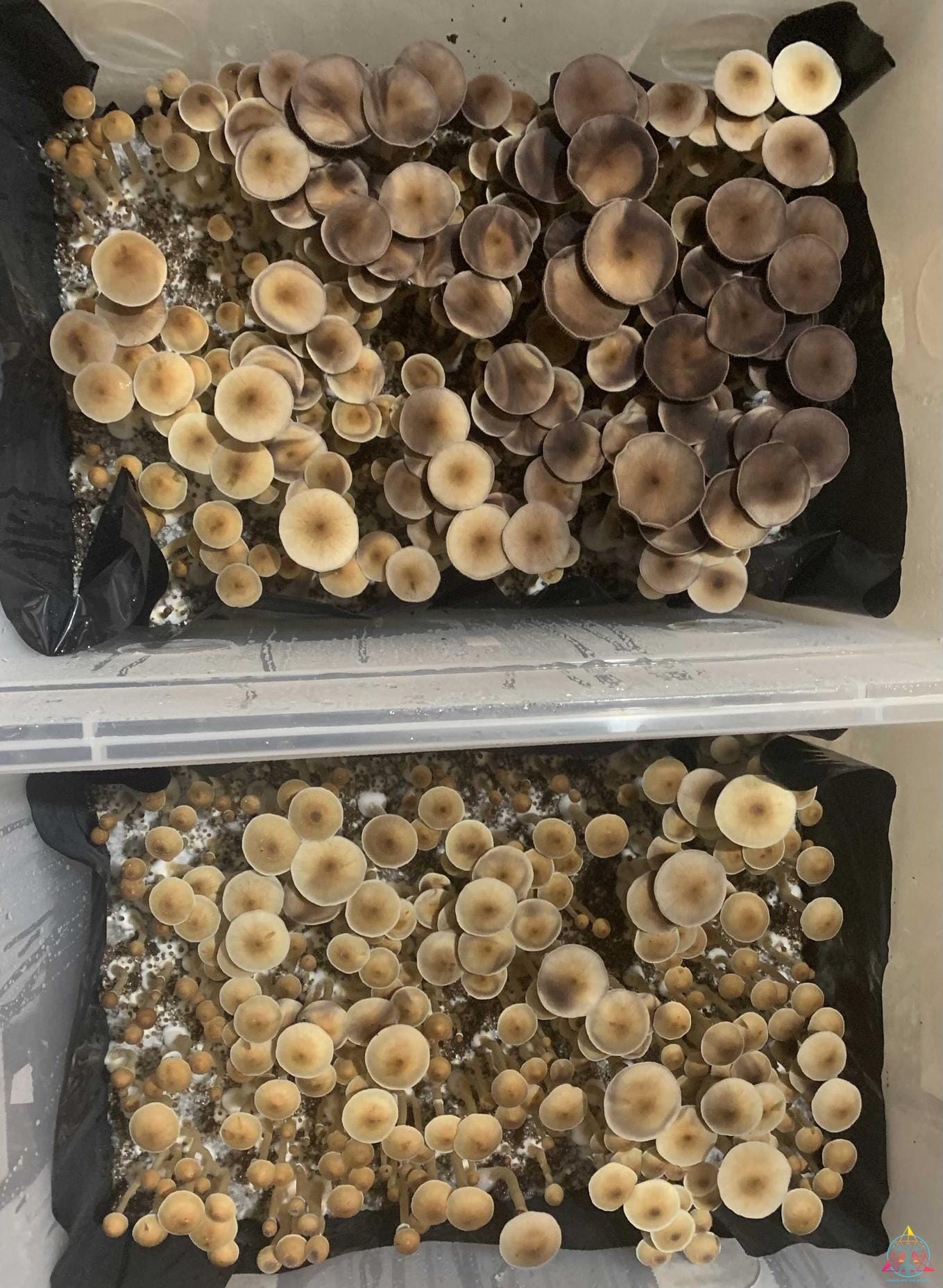VZ3 Venezuelan cubensis Spore Print - Image 6