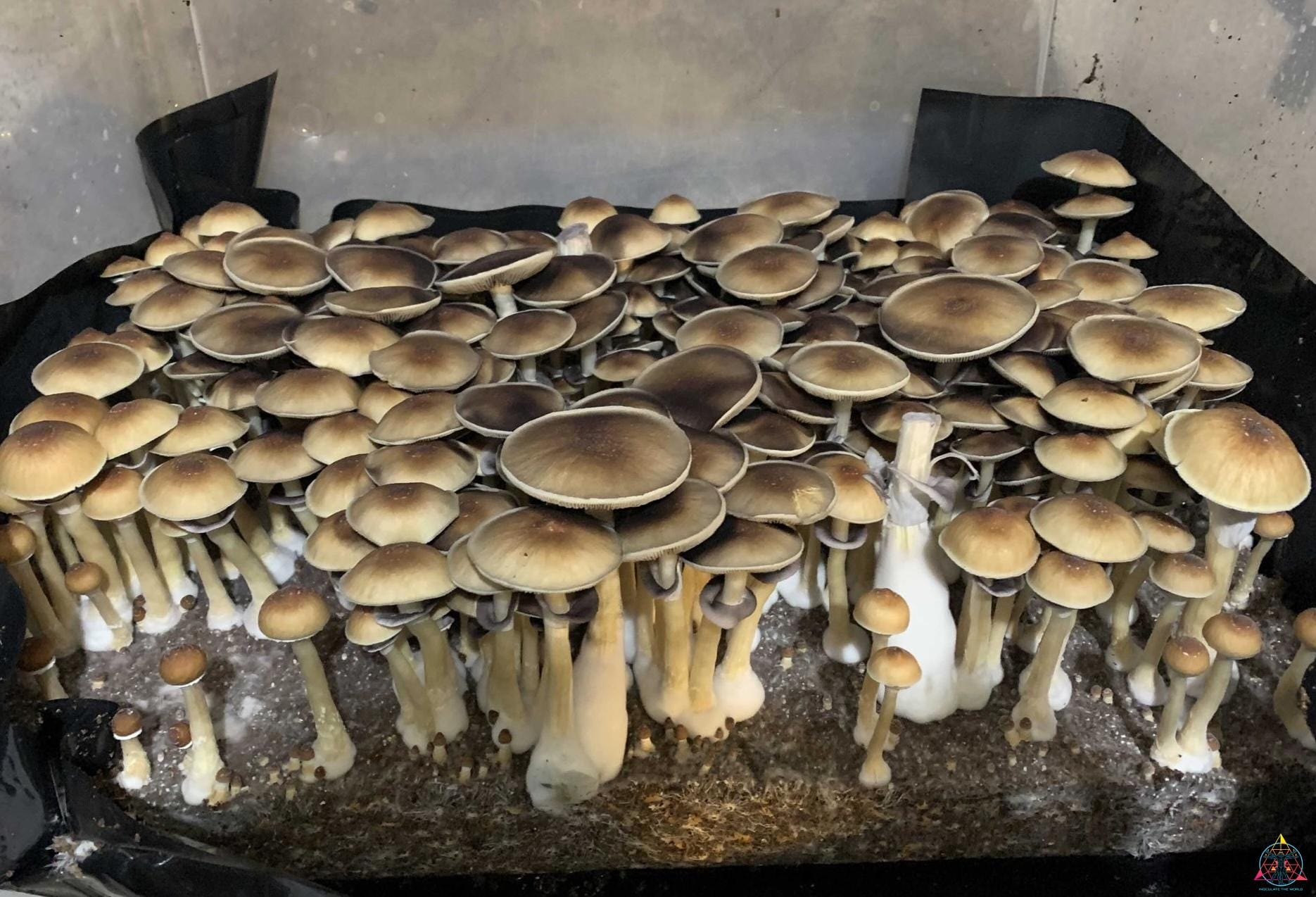 Blue Meanie Cubensis Spore Syringe - Image 2