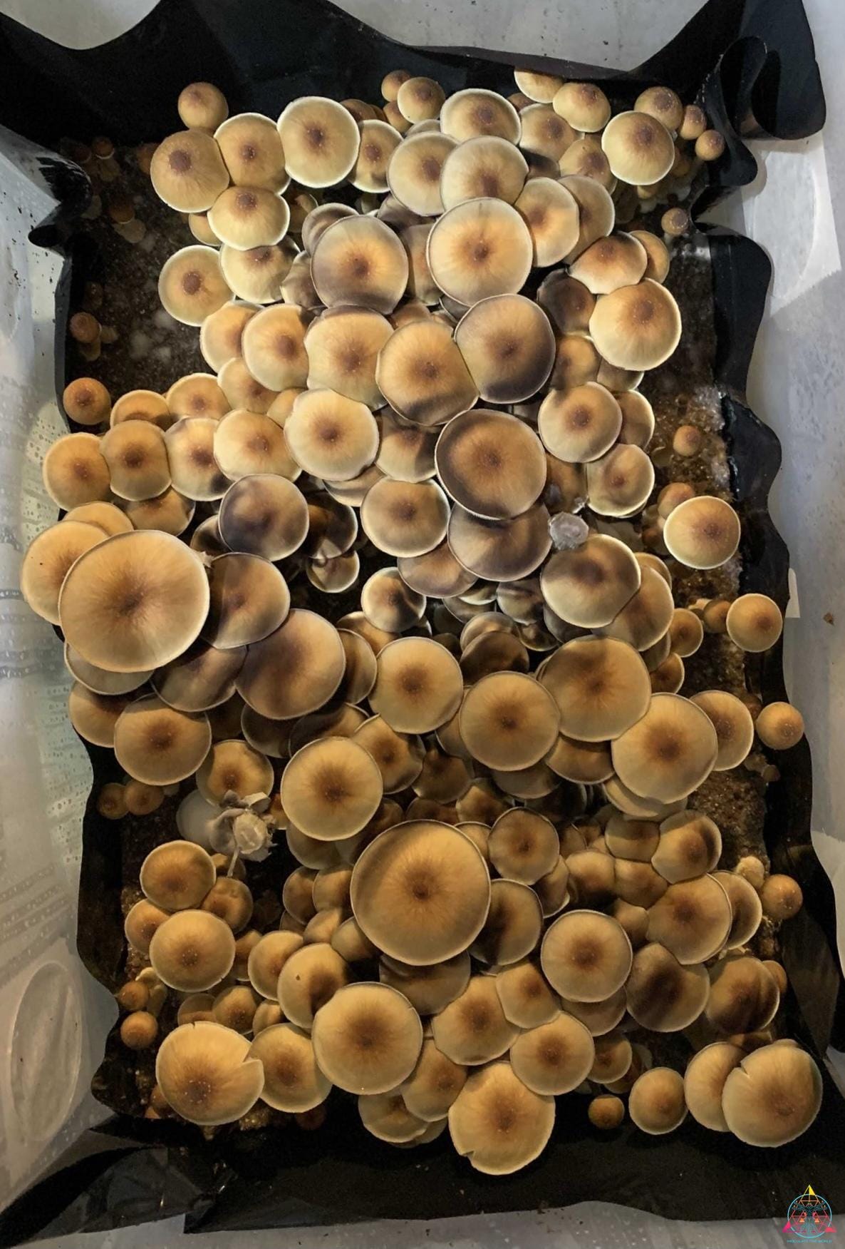 Blue Meanie Cubensis Spore Syringe - Image 3