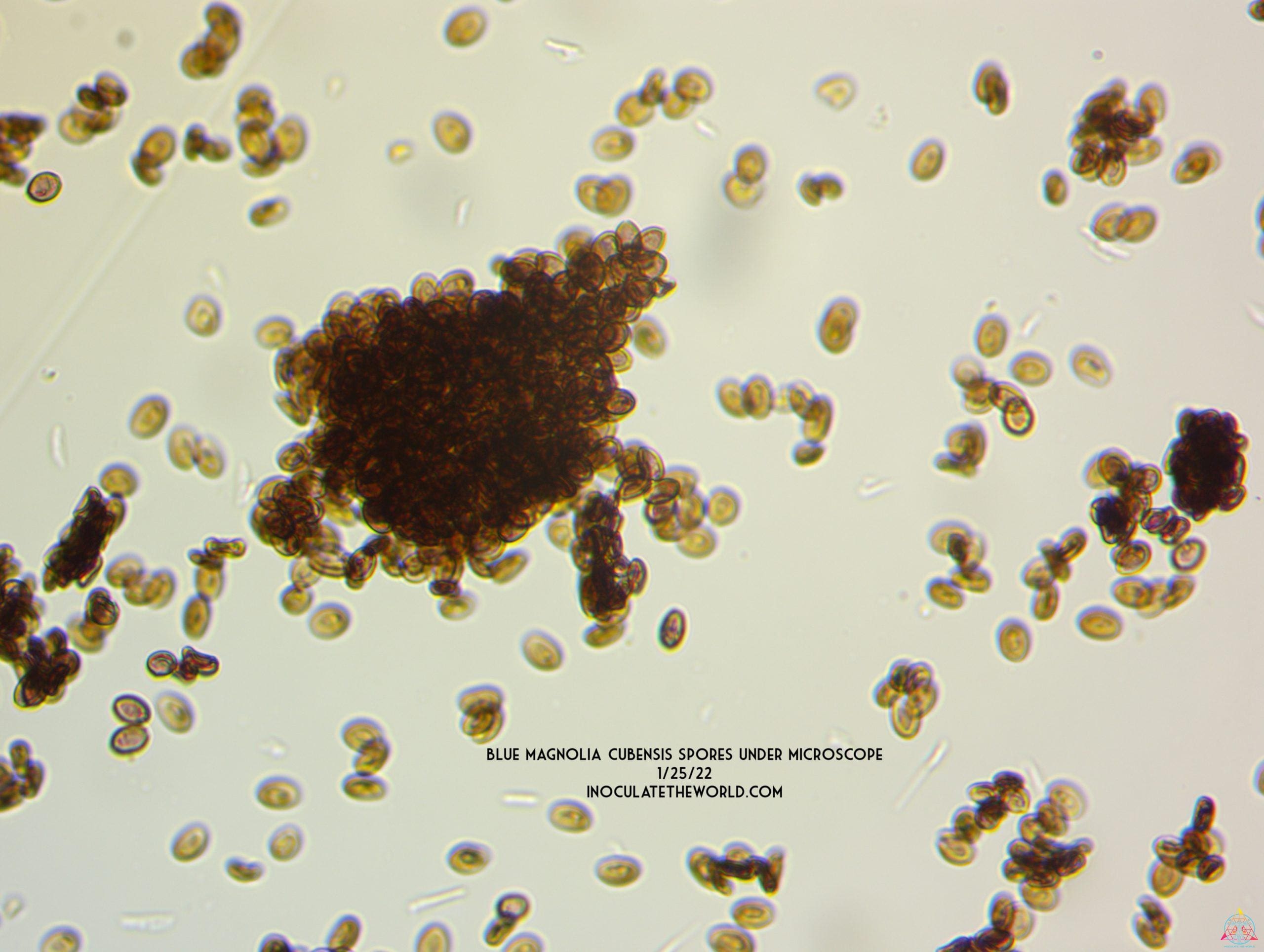 A cluster of Blue Magnolia Cubensis Spore Syringe spores, magnified to 1000x.