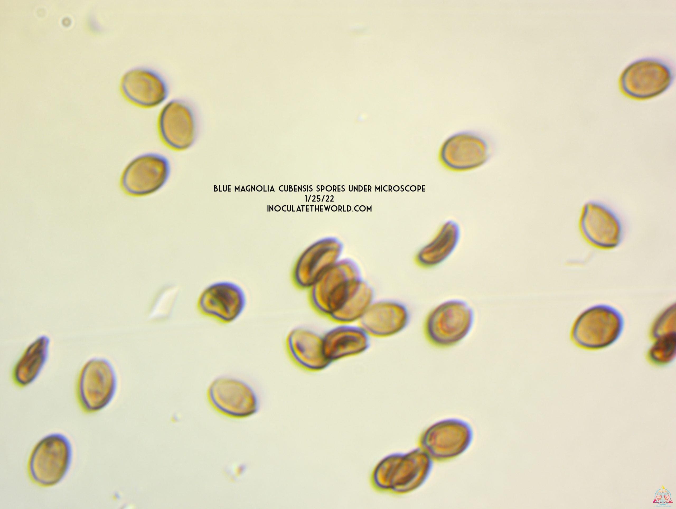 Blue Magnolia Cubensis Spore Syringe spores, magnified to 1000x.