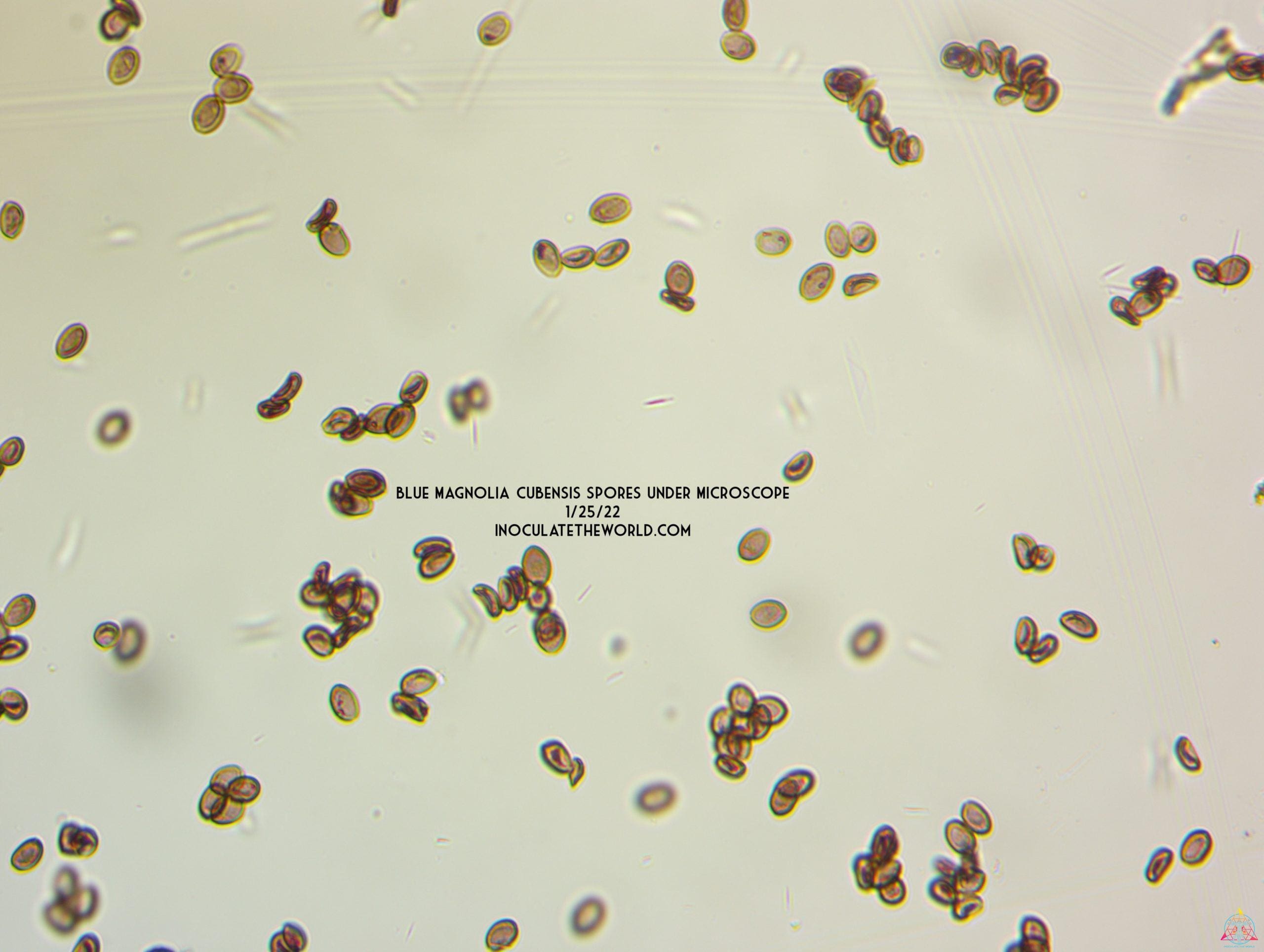 Small clusters of Blue Magnolia Cubensis Spore Syringe spores, magnified to 1000x.