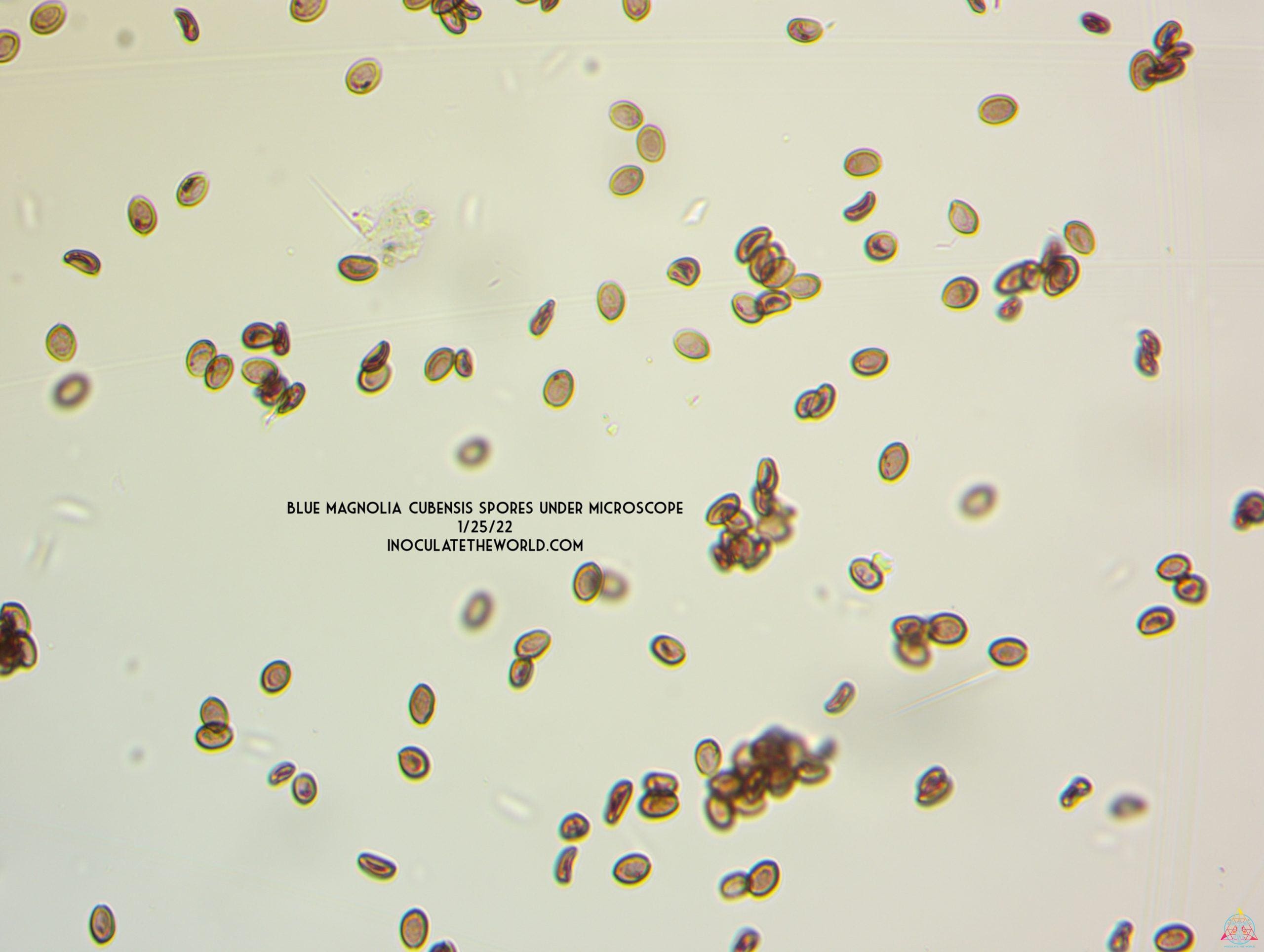 Small clusters of Blue Magnolia Cubensis Spore Syringe spores, magnified to 400x.