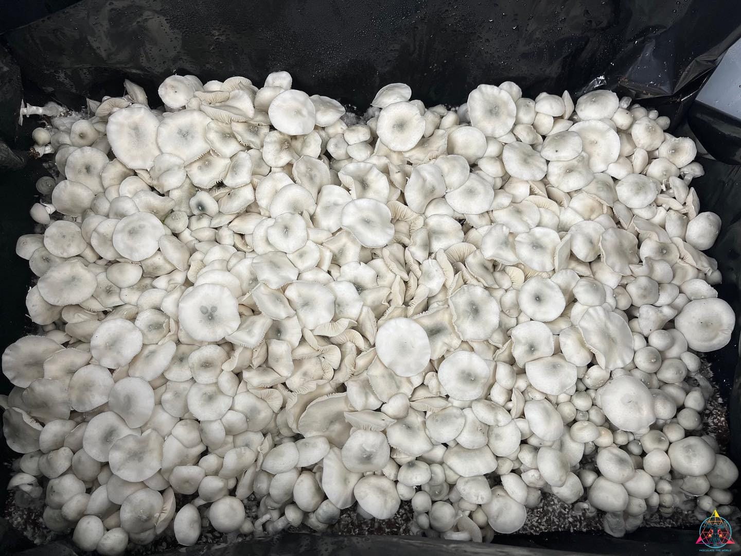 True Albino TEX PE6