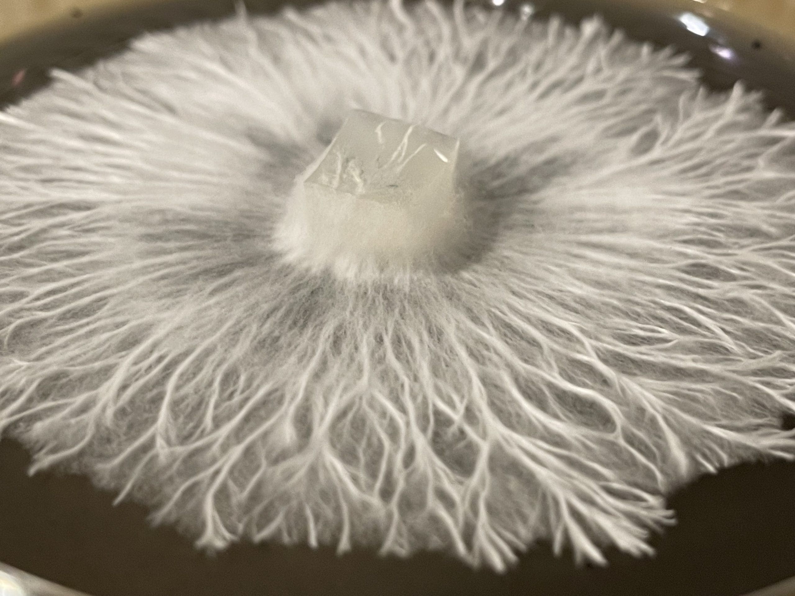 Rhizo Growth