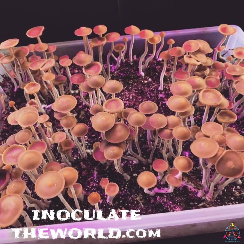 Psilocybe hoogshagenii var. convexa Spore Syringe - Image 2