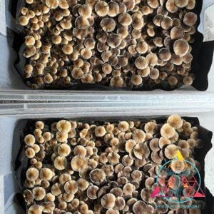 Nezuko Cubensis Spore Print