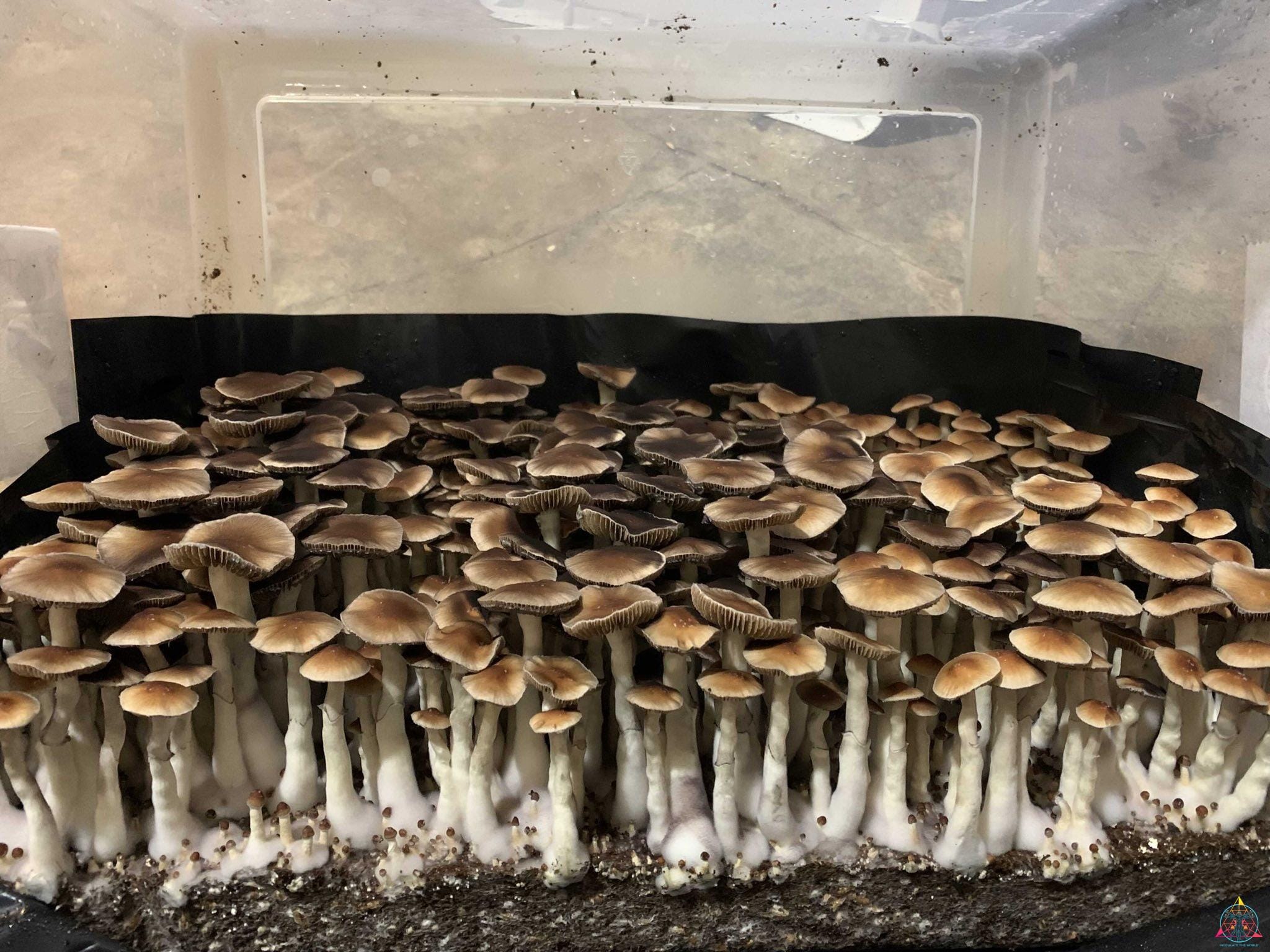 Nezuko Cubensis Spore Print - Image 5