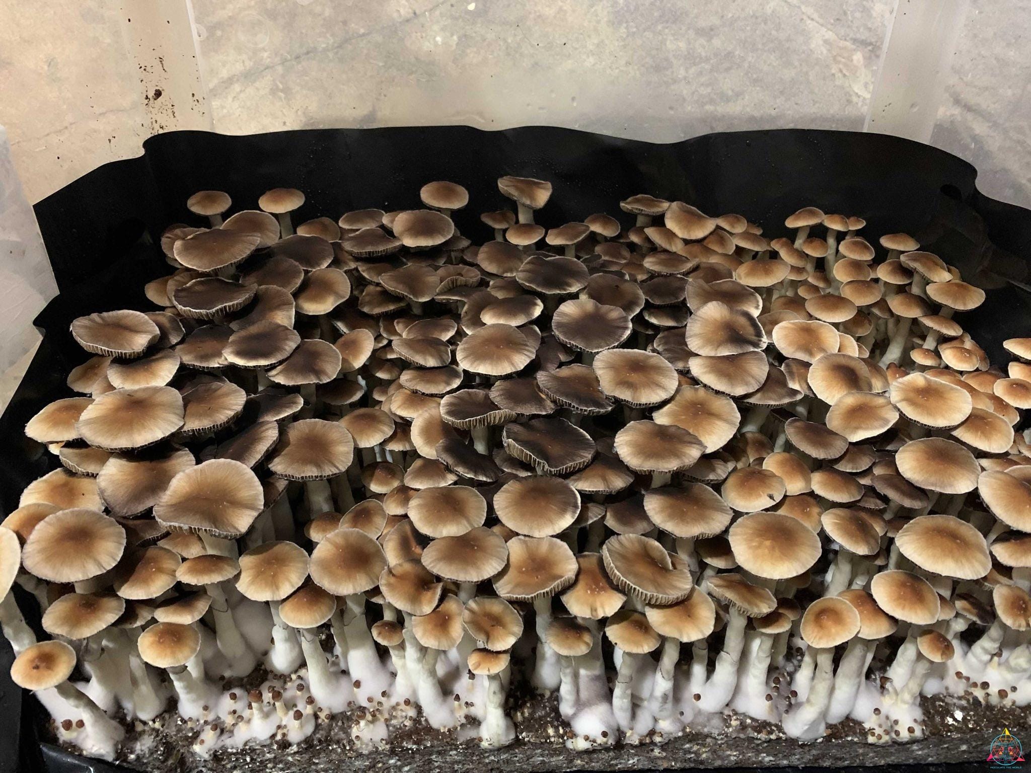 Nezuko Cubensis Spore Print - Image 4