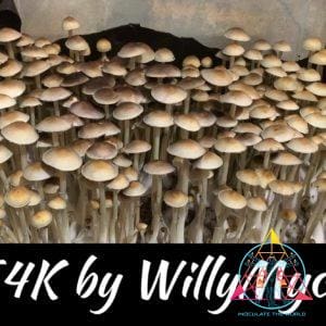 E4K Spore Syringe (Willy Myco)