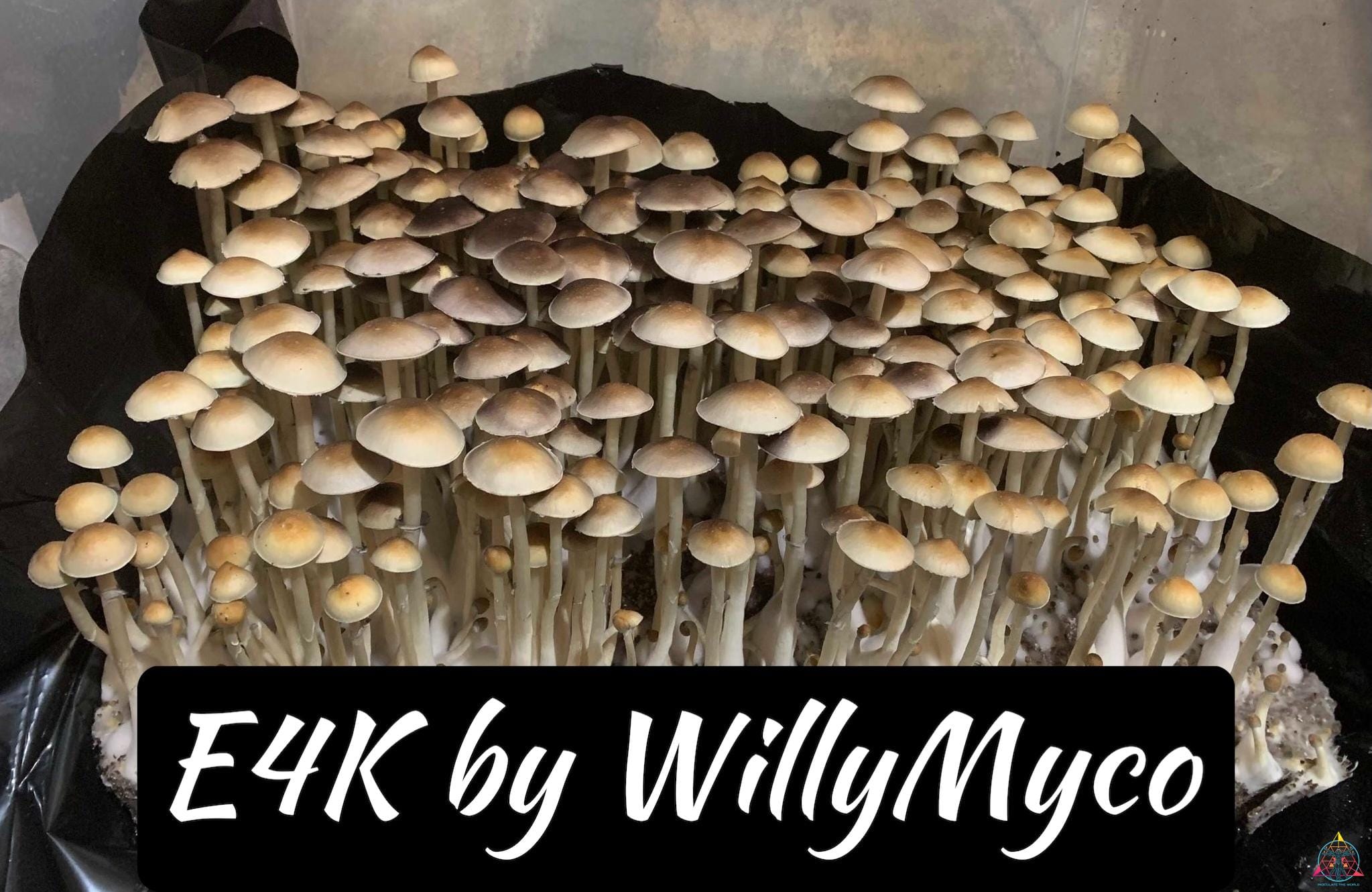 E4K Spore Syringe (Willy Myco)