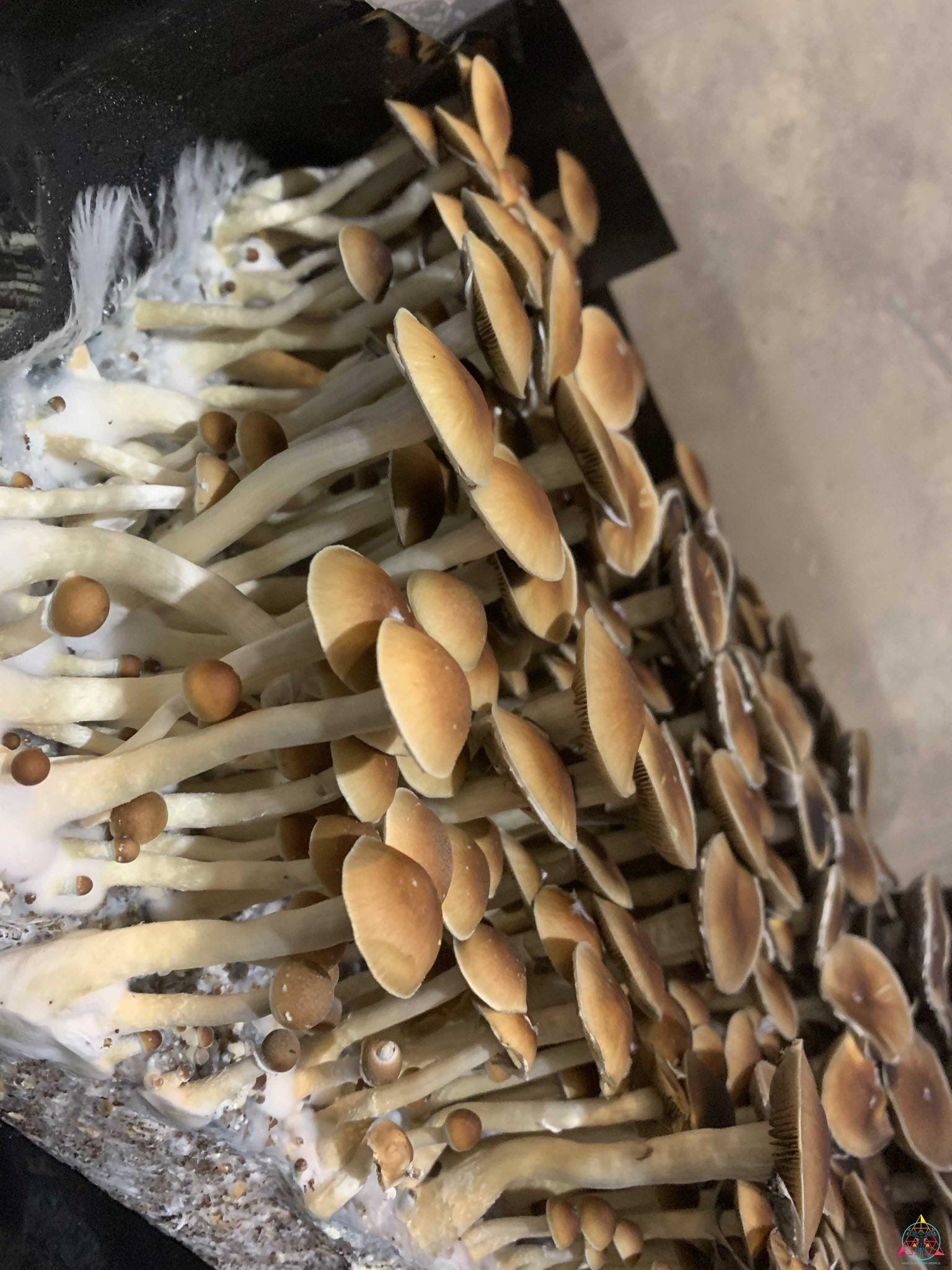 Malaysian Cubensis Spore Syringe - Image 8