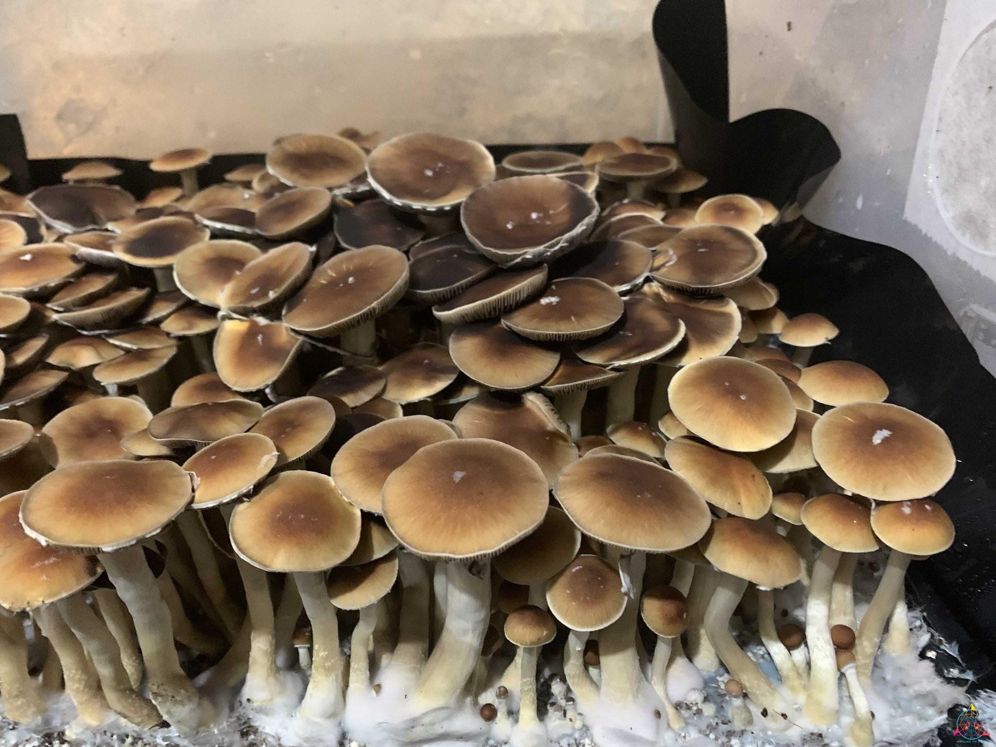 Malaysian Cubensis Spore Syringe - Image 10