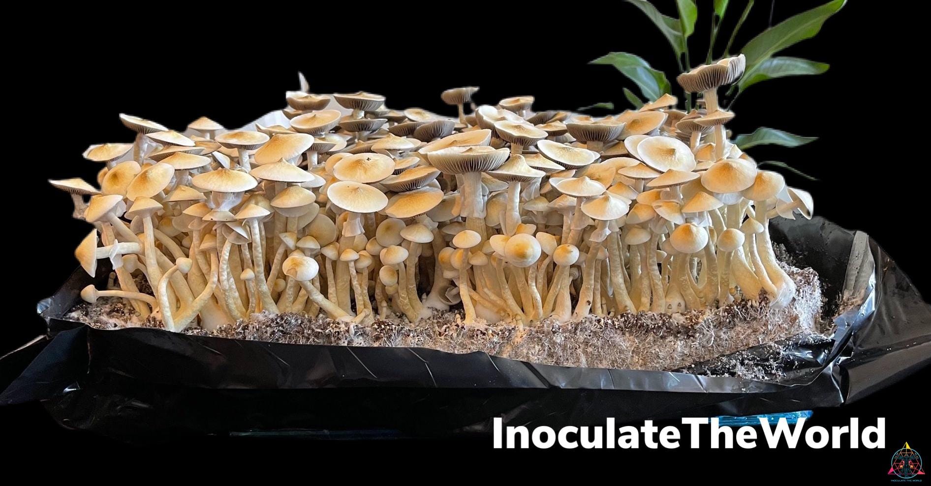 A beautiful flush of white rabbit isolated spore syringe mushrooms